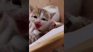 Cute Cat Gets Mad! Try Not To Laugh! #shorts #shortsviral #funnyanimals