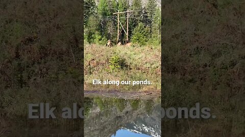 #elk #elkherd #countryliving #montana #wildernessliving #farmlife #canoeing