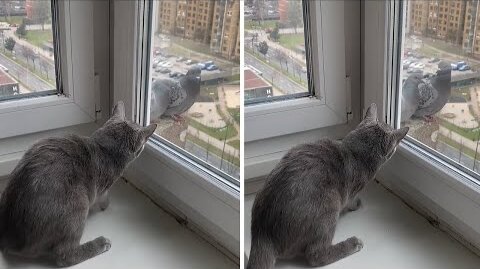 Cat tries to make contact with pigeons outside window #Shorts