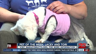 PET OF THE WEEK: Lacey Maltese Albino mutt
