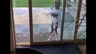 Dog Trying To Get Inside