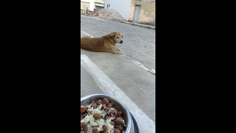 Feeding Leão, the dog