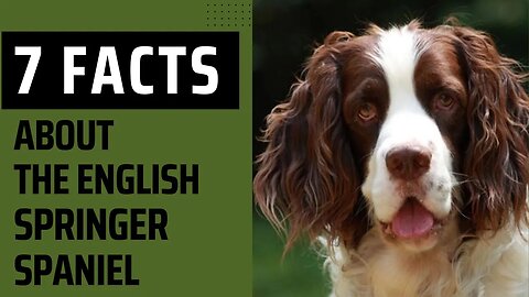 7 Facts About the English Springer Spaniel. English Springer Spaniel Dog Breed Info.