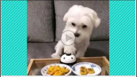 Cute And Funny Pet Videos Compilation 9 - Funny Dog Videos - Baby Dogs 6