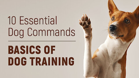 10 Essential Dog Commands to Teach Your Dog - Dog training basics