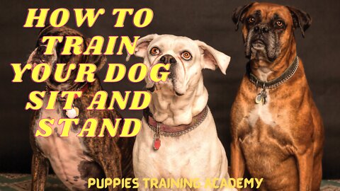 HOW TO TRAIN YOUR DOG SIT AND STAND