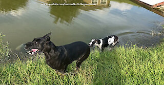 Playful Great Danes Love To Splash and Dash in the Pond