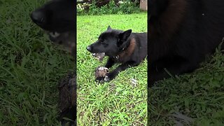 Ragnar and Bella Eating Dinner | Whole, raw prey quail feeding. Just a quick update on the dogs.