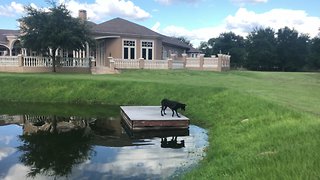 Great Dane's first ever jump off dock