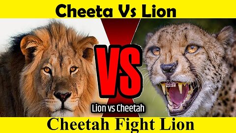 Cheetah Vs Lion Fight. Cheeta Attack Lion. (Tutorial Video)