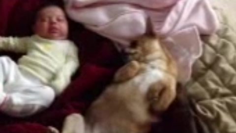 Funny Chihuahua Dog Imitates A Baby Girl