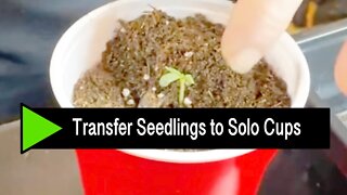 How to Transfer Cannabis Seedlings to Solo Cups - Step by Step Instructions