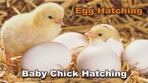 Baby Chick Hatching | Egg Hatching