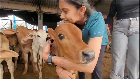 cow baby love ❤️