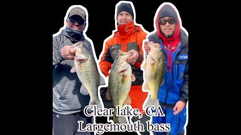 Clear lake bass fishing