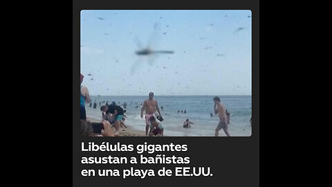 Un enjambre de libélulas sorprende a bañistas en una playa de EE.UU.
