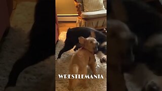 Dog vs Puppy - Mini #wrestlemania event! #goldenretrievers #pei #puppy