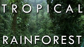 The Tropical Rainforest Climate