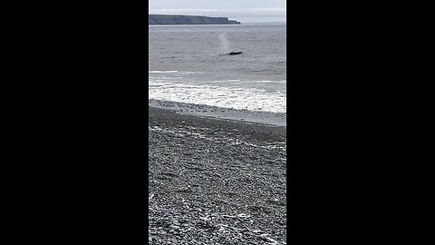 Whale sighting in St. Vincent’s, NL