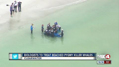 Crews work to help two distressed dolphins on Sand Key in Clearwater