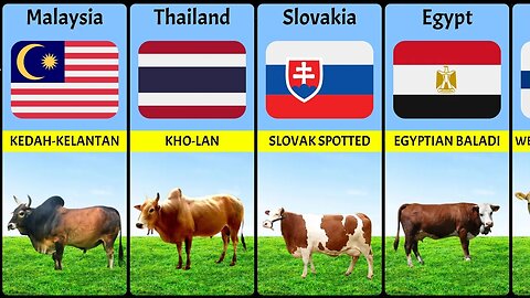 Cattle Breeds From Different Countries