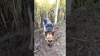 oh.. teri todh lage #viral #shorts #ytshorts #rudrakrishna #newpost #vlog #dog #desi #shortsvideo