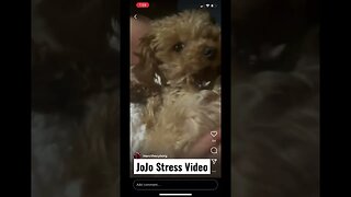 Puppy Videos to Reduce Stress #puppies #stressrelief #spyxfamily