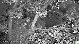 Hays Eagles Dad comes in for the post dispersal nest inspection-mom joins him. 07-23-2023 5:33am