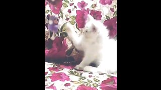 Gorgeous Kitten Playing With Doll Key Chain