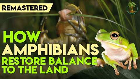 How Amphibians Restore Balance To The Land