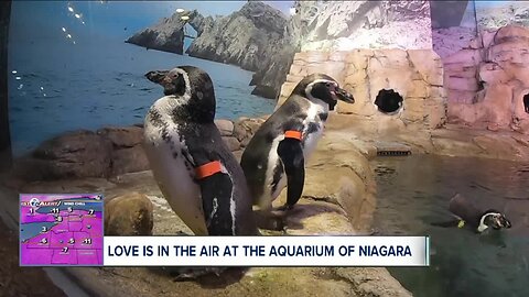 Romance among the penguins at the Aquarium of Niagara