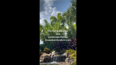 Clumping Bamboo and Landscape Design Ocoee Bamboo Farm 407-777-4807