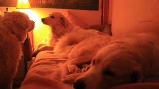 Loving guard dog picks burdocks from daughter's tail