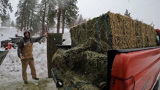 1200lbs of Hay vs Farmer. Who Wins?