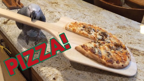 Einstein the Parrot serves delicious pizza