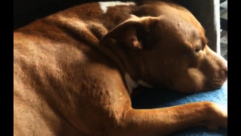 Sleeping pit bull hilariously barks in his dreams