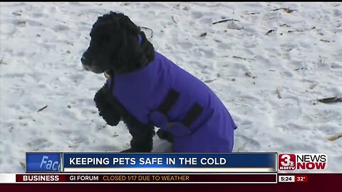 Pet owners urged to keep close eye on furry friends during arctic blast