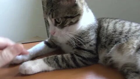 How to Scratch the Chin of a Sleepy Little Cat