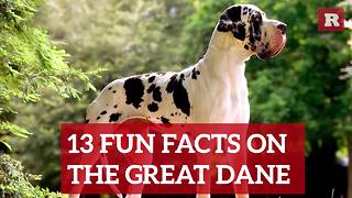 Fun and Lovable Facts on the Great Dane | Rare Animals