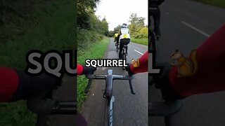 SQUIRREL 🐿️