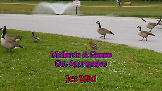 Mallards & Geese Get Aggressive