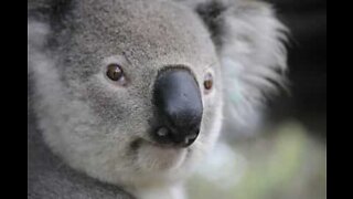 Koala stopper trafikken på en Australsk vei