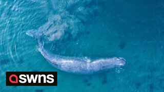 Drone footage shows a 50-tonne sperm whale being escorted out to sea off the coast of Shetland