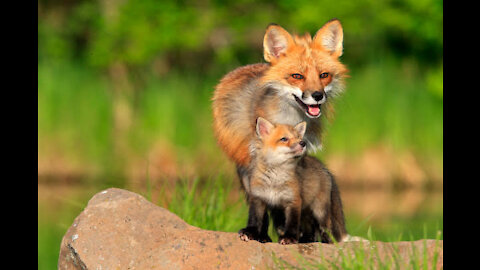 Adorable baby fox pups compilation video😍