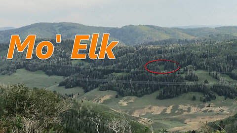 Summer Scouting 2024 - At least we saw elk