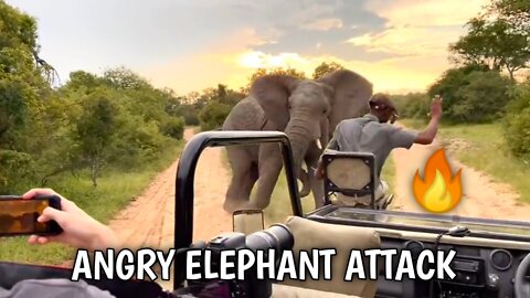 Angry Elephant Charges Safari Guide