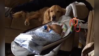 A Cute Dog Falls Asleep Next To A Baby Boy