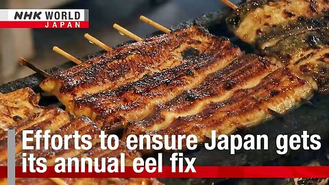 Efforts to ensure Japan gets its annual eel fixーNHK WORLD-JAPAN NEWS|News Empire ✅