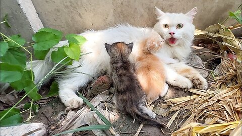 Scared mother cat wanted to take us to her kittens because she saw a big dog near her kittens!