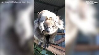 Ce bébé koala fait la sieste sur la tête de sa mère !